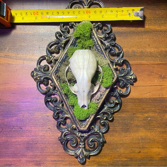 Raccoon Skull Moss Victorian Style Frame Decoration - Picture 12 of 13